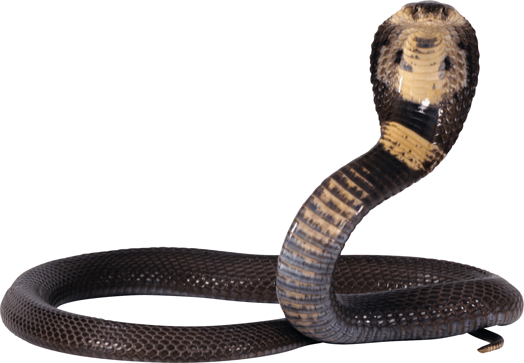 cobra clipart snakeblack