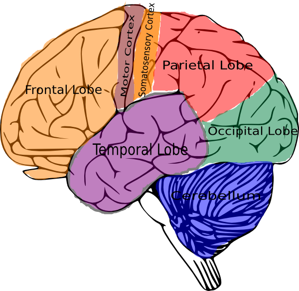  domains of learning. Mad clipart brain