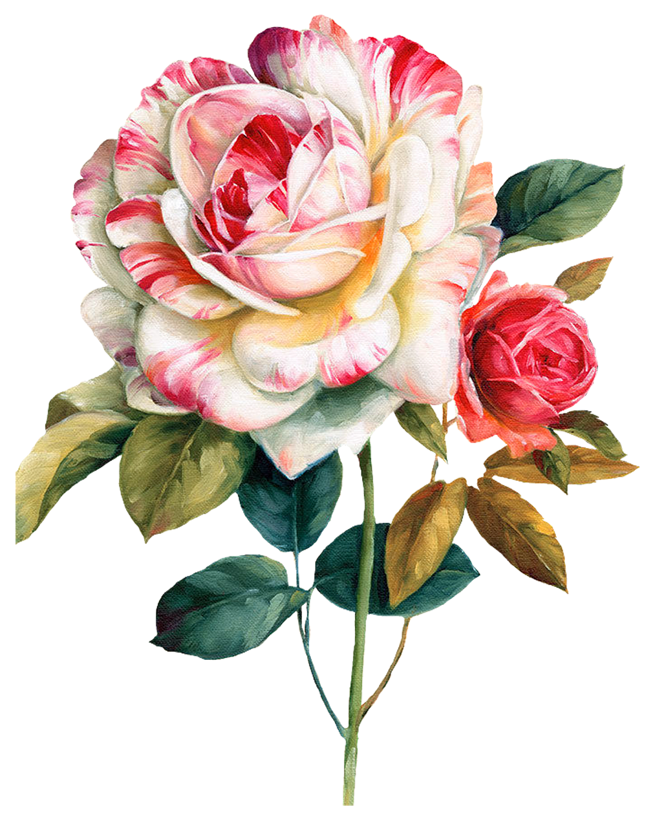 rose clipart watercolor