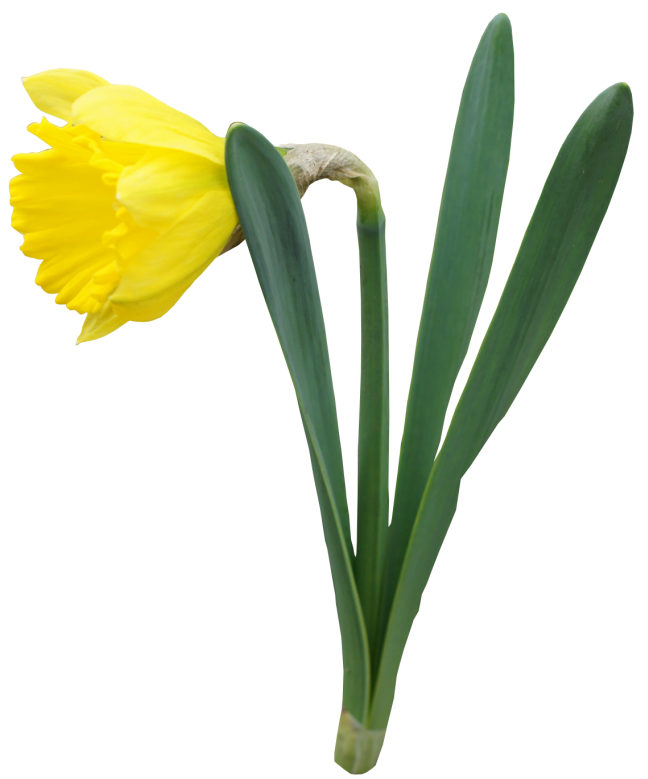 daffodil clipart yellow daffodil