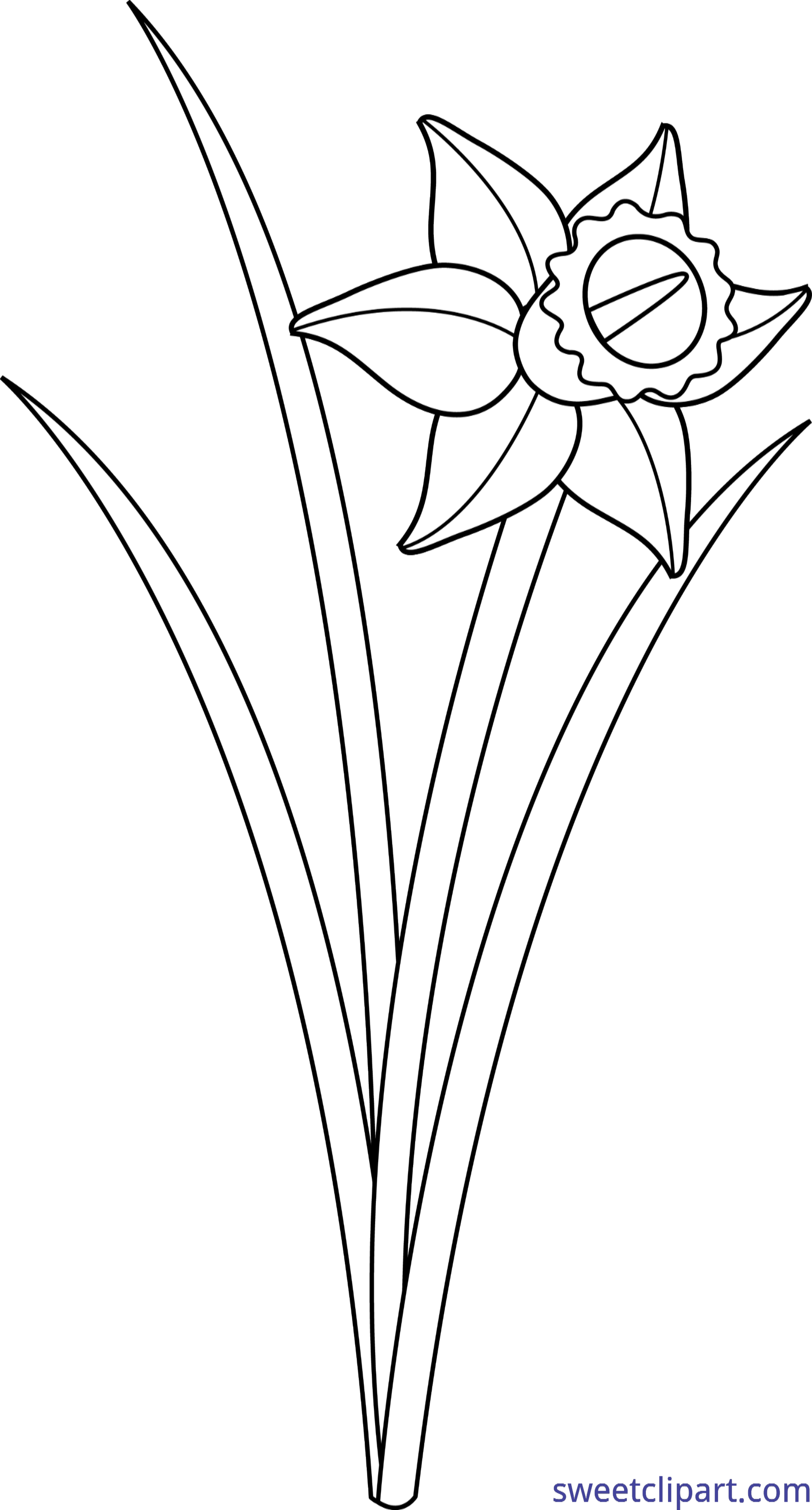 Daffodil clipart clip art. Lineart sweet