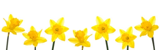 daffodil clipart frame