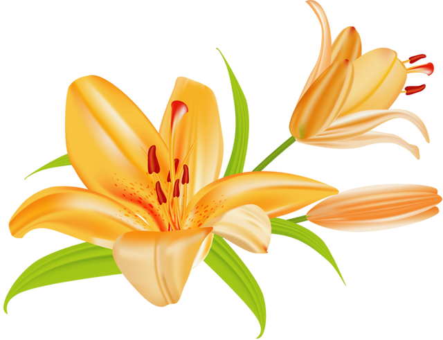 clipart border easter lily