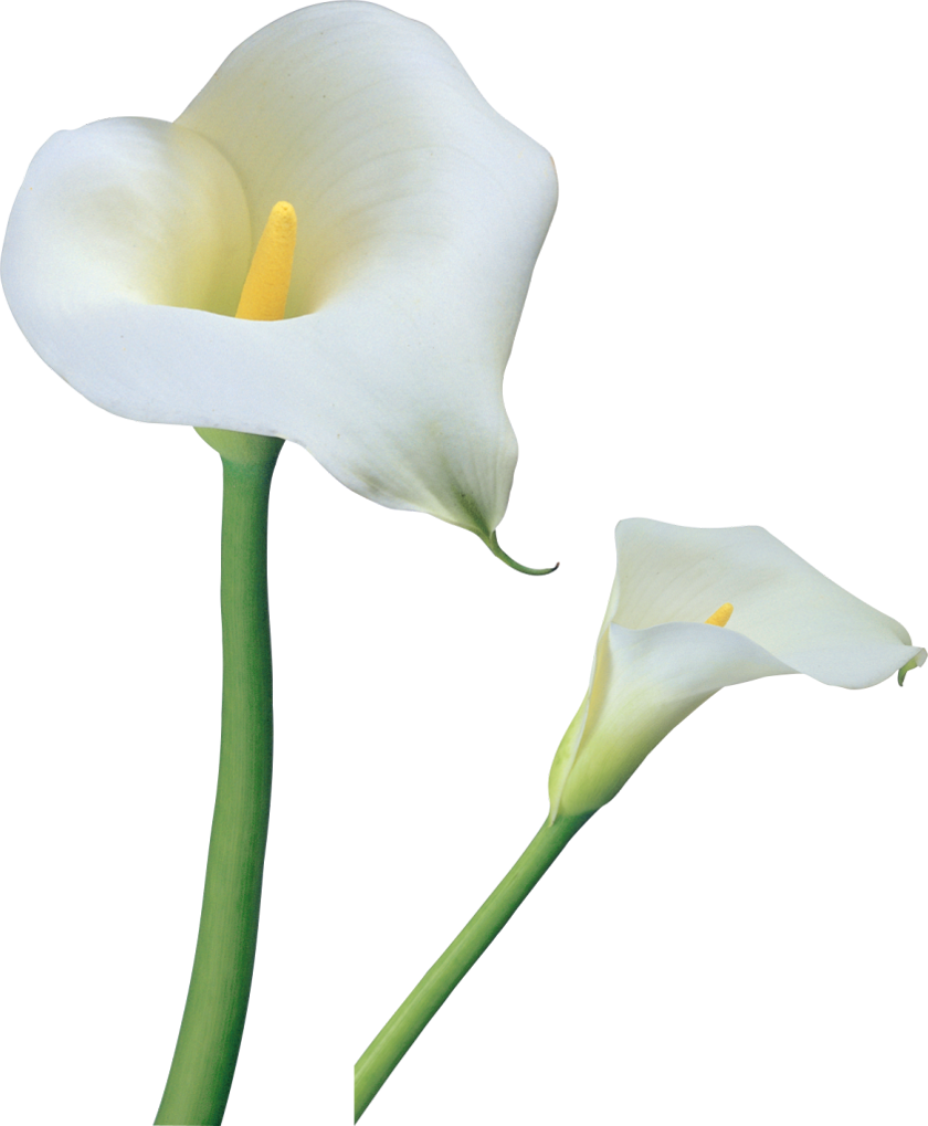headstone clipart calla lily