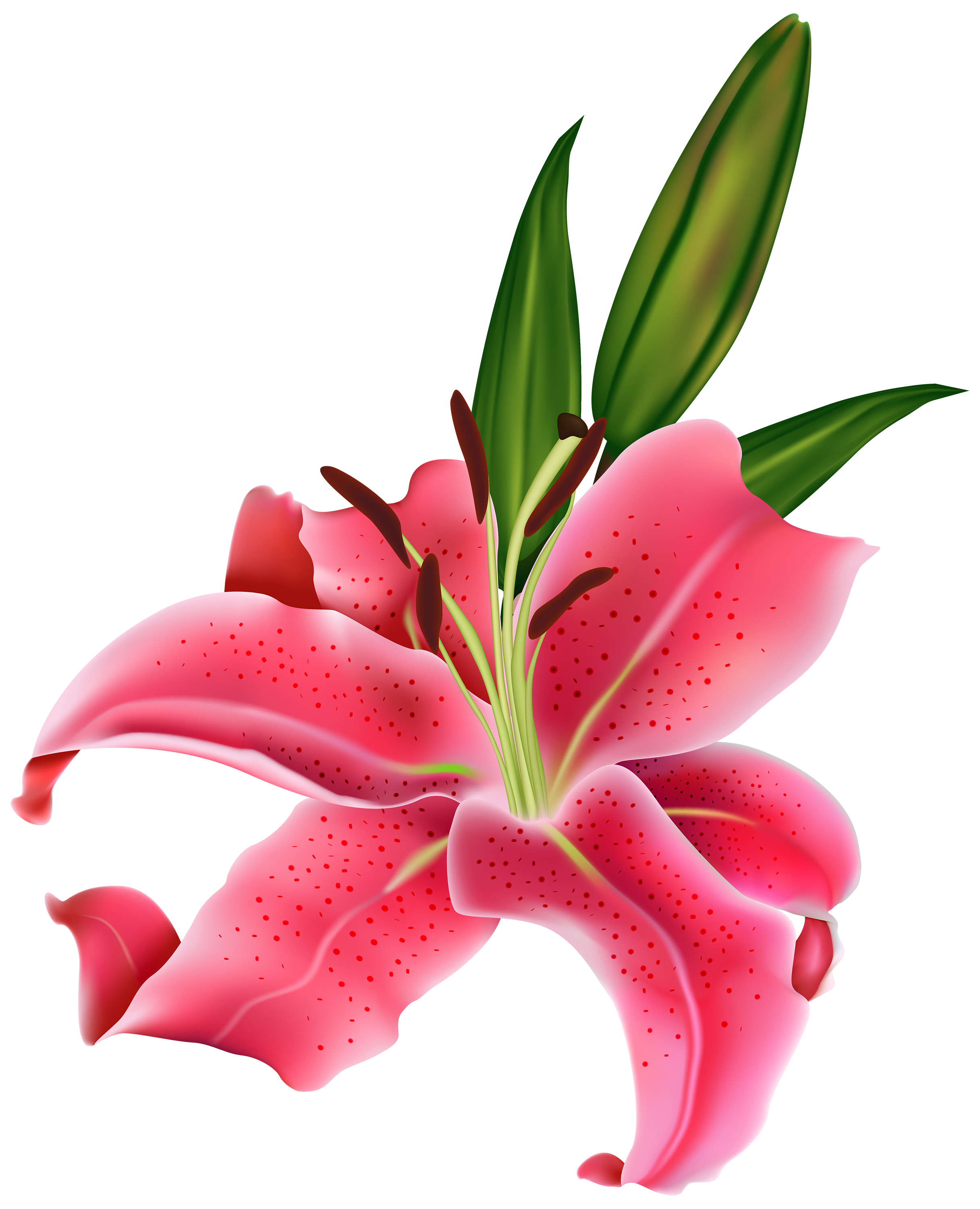 Lily at getdrawings com. Clipart bow flower