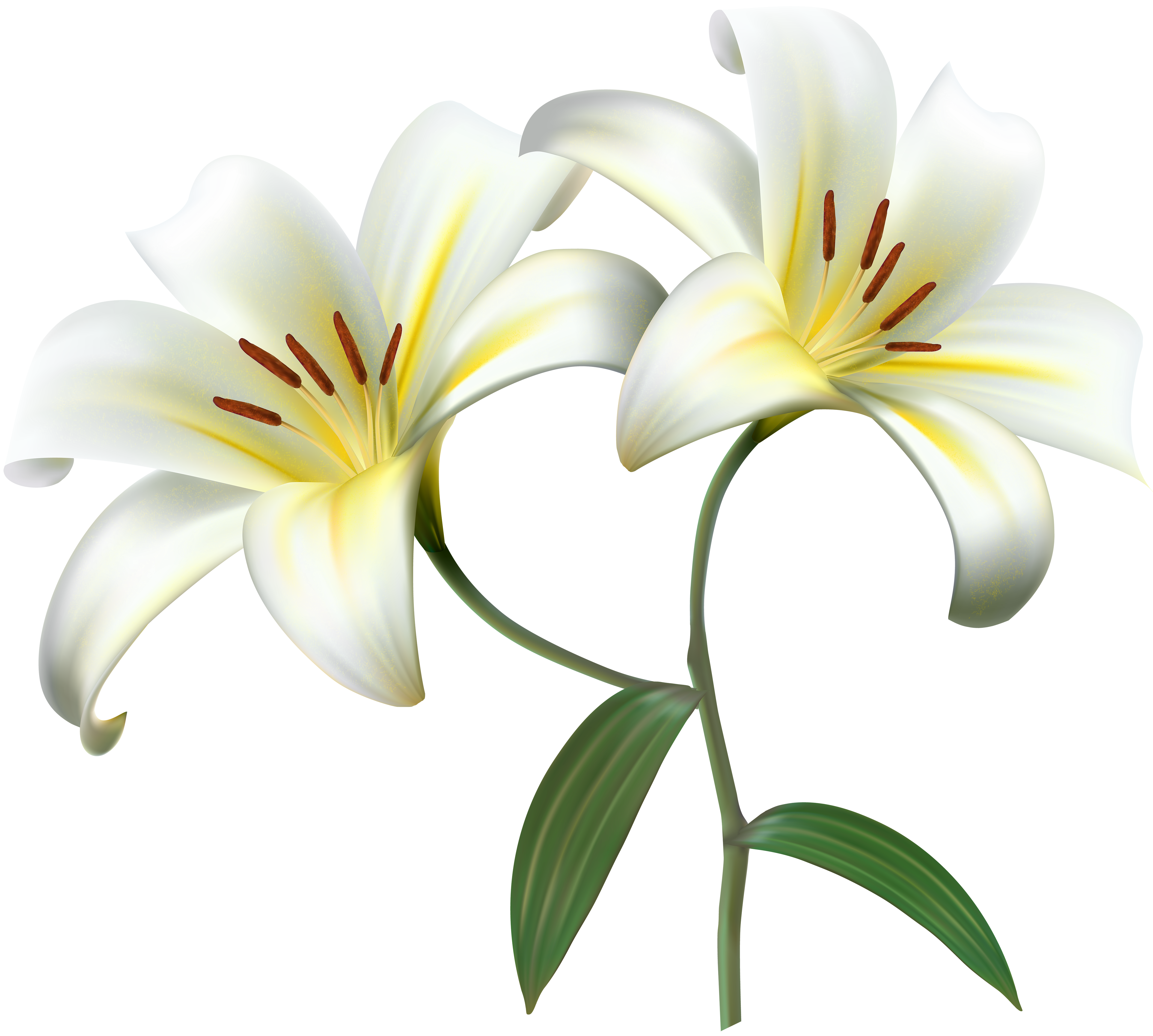 clipart border lily