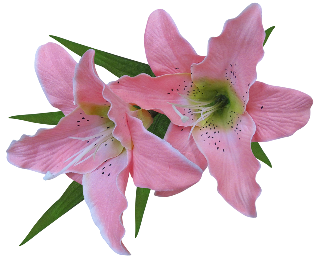 clipart border lily