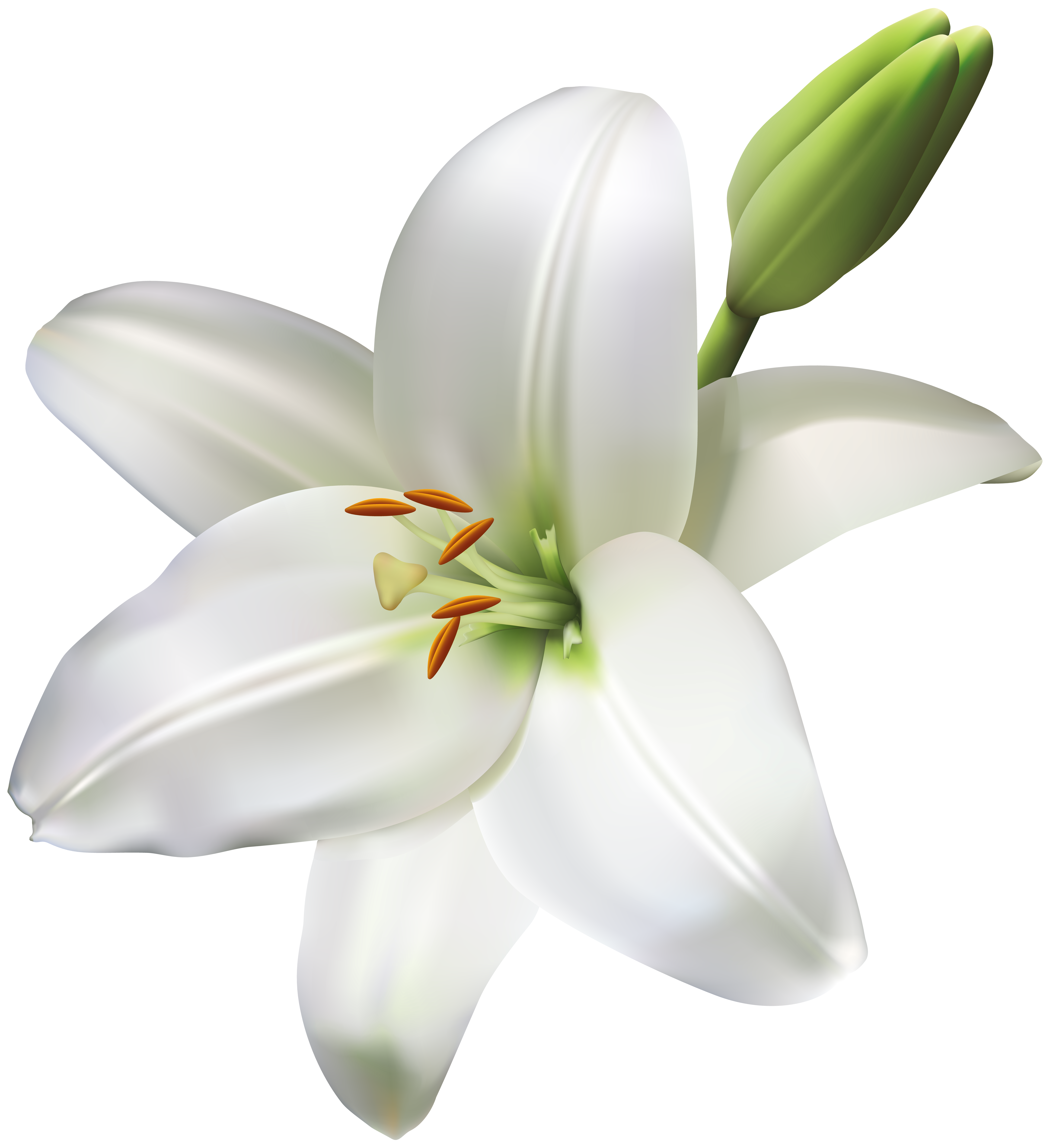 Life clipart white flower, Life white flower Transparent ...