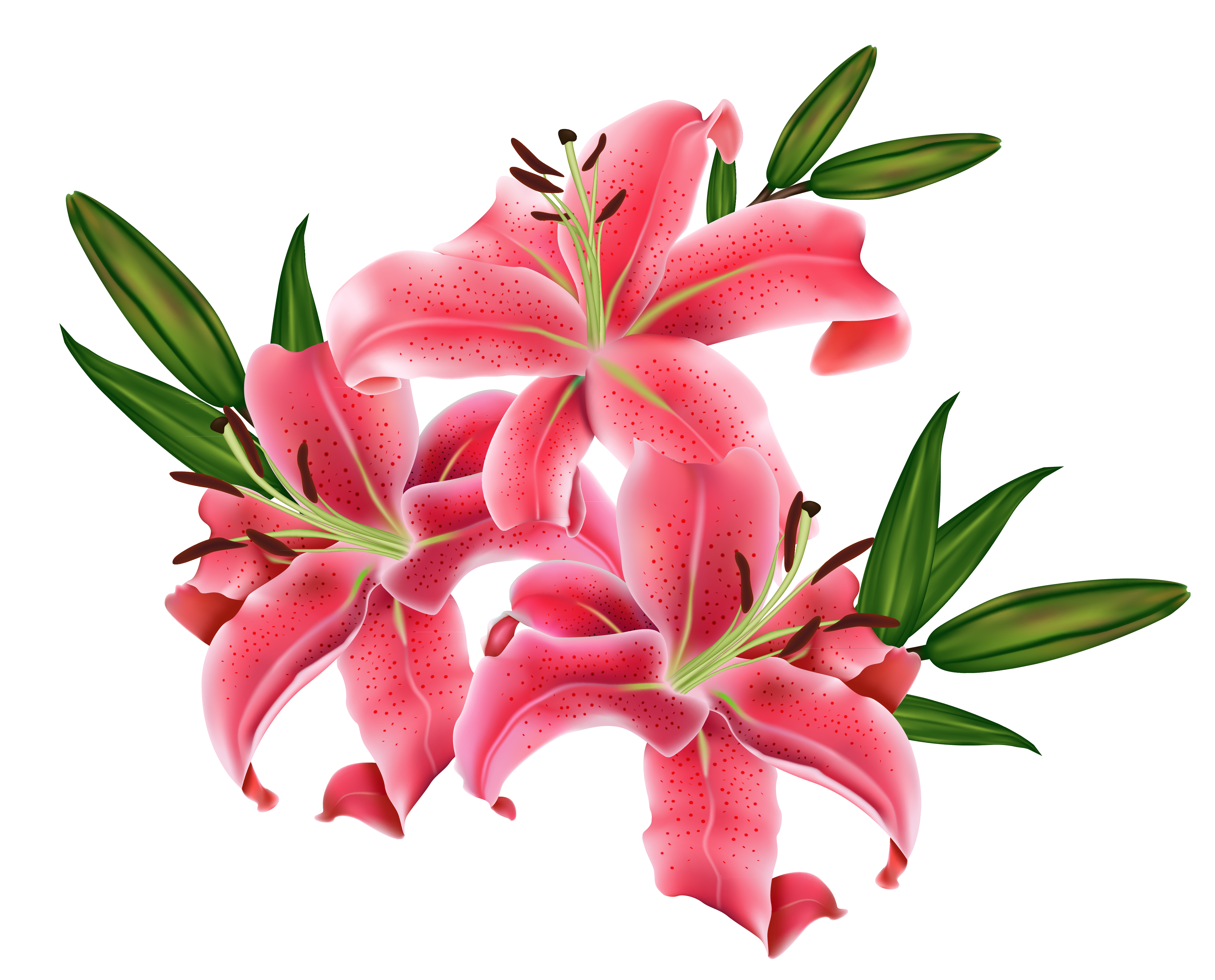 lily clipart tomato flower