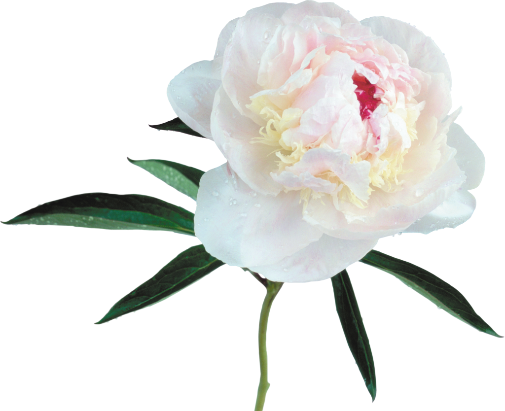 Clipart border peony. Large transparent white gallery