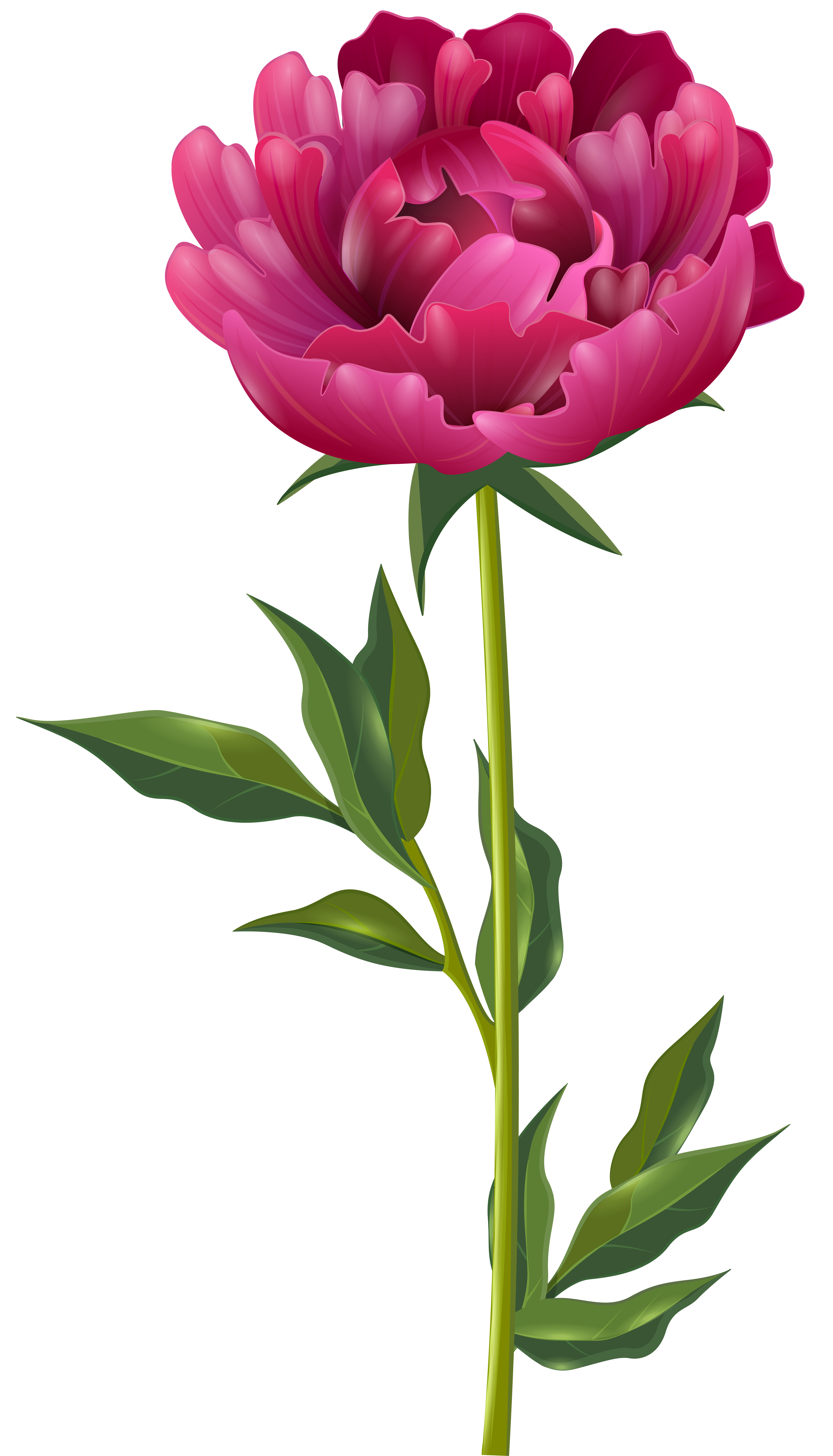 Peony clipart swag. Pink png clip art