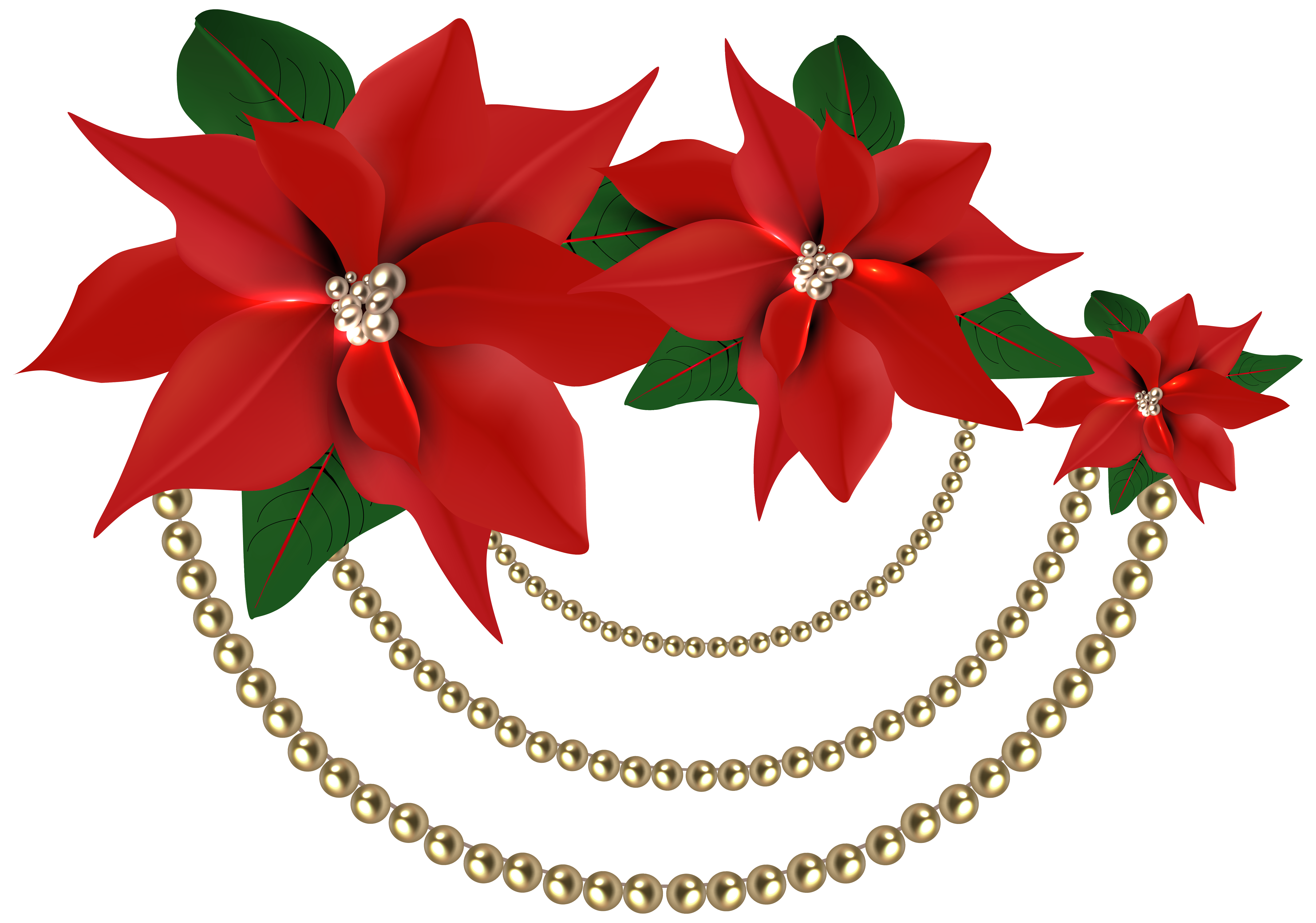 Christmas flower png. Decorative poinsettias with pearls