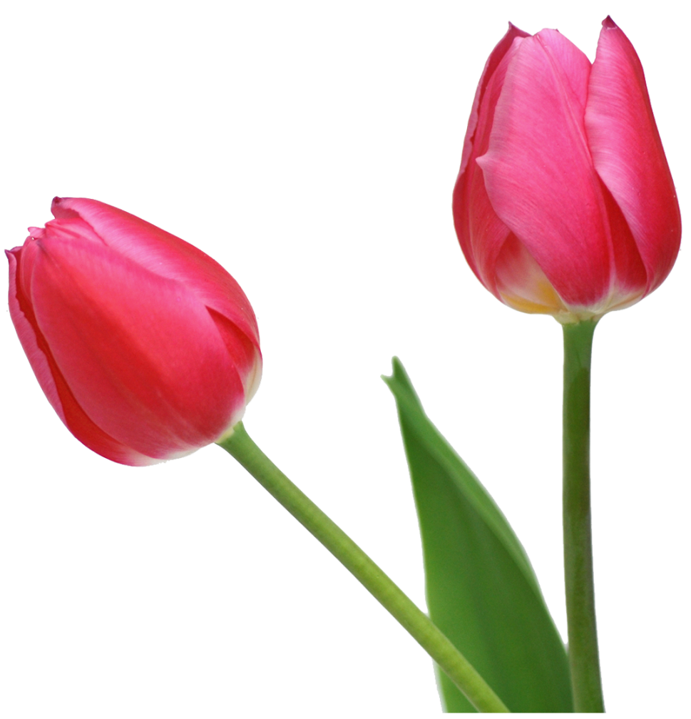 Transparent tulips png gallery. Clipart flowers tulip