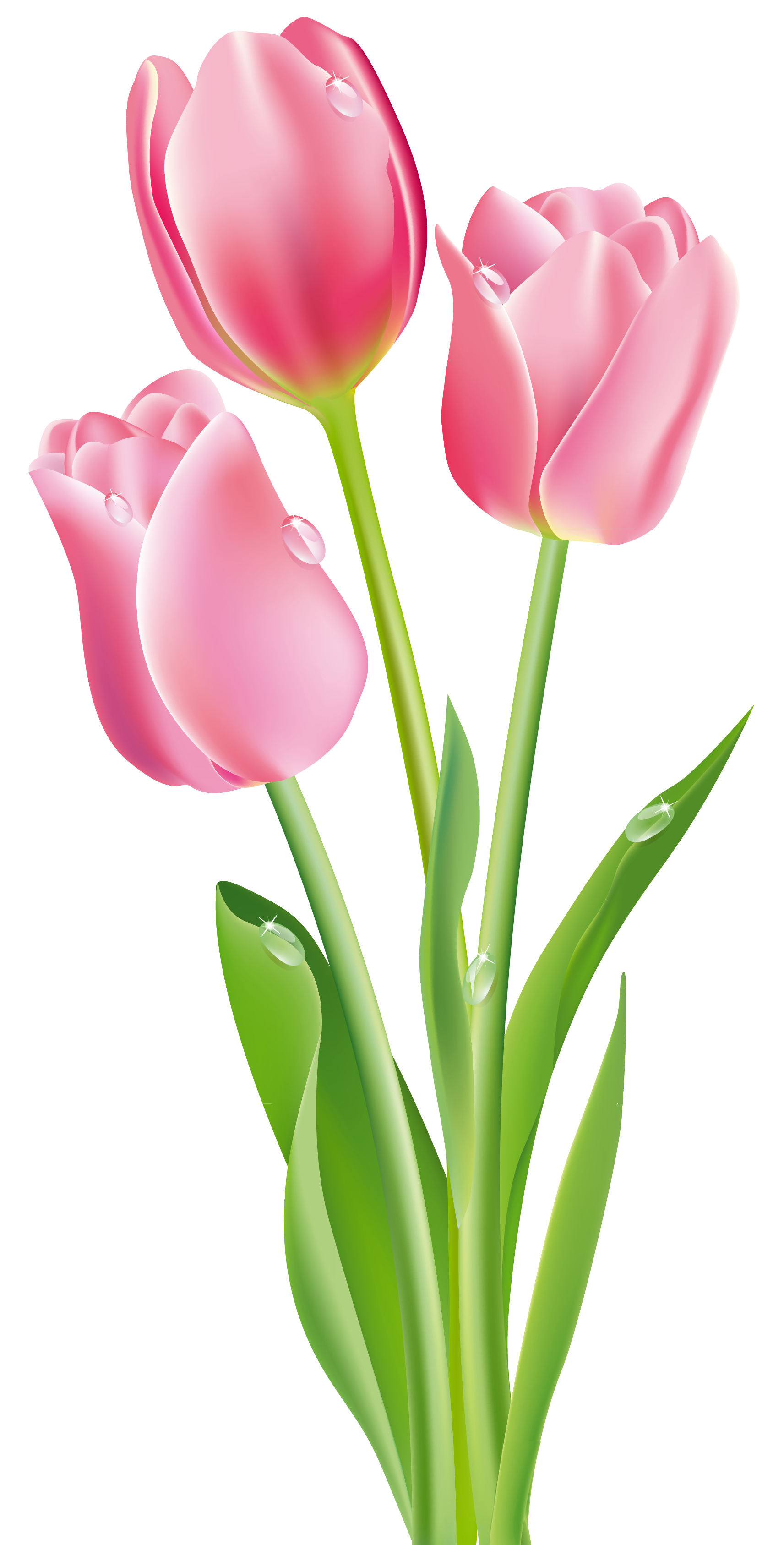 Pink tulips png image. Grass clipart tulip