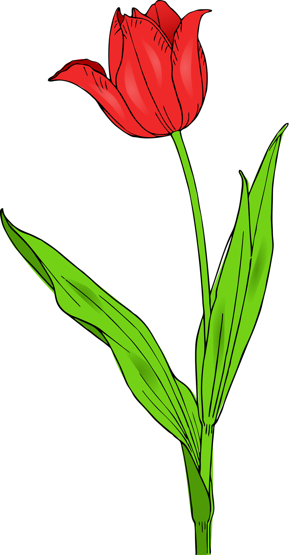 Clipart border tulip. Free stock photo illustration