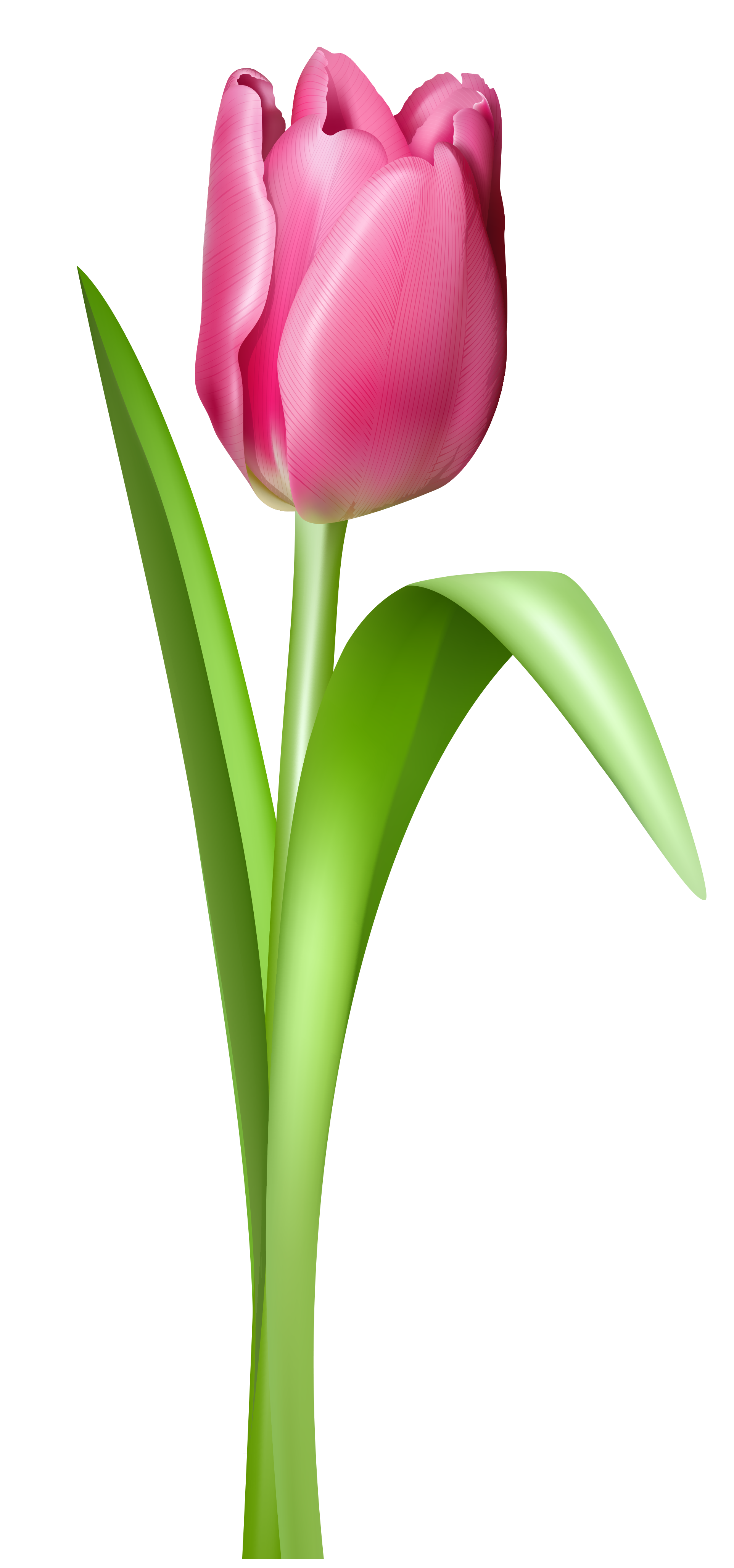 Pink transparent png picture. Flower clipart tulip