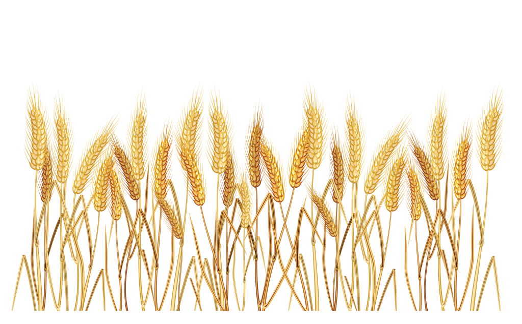 Grains clipart wheat. Cereal clip art peoplepng