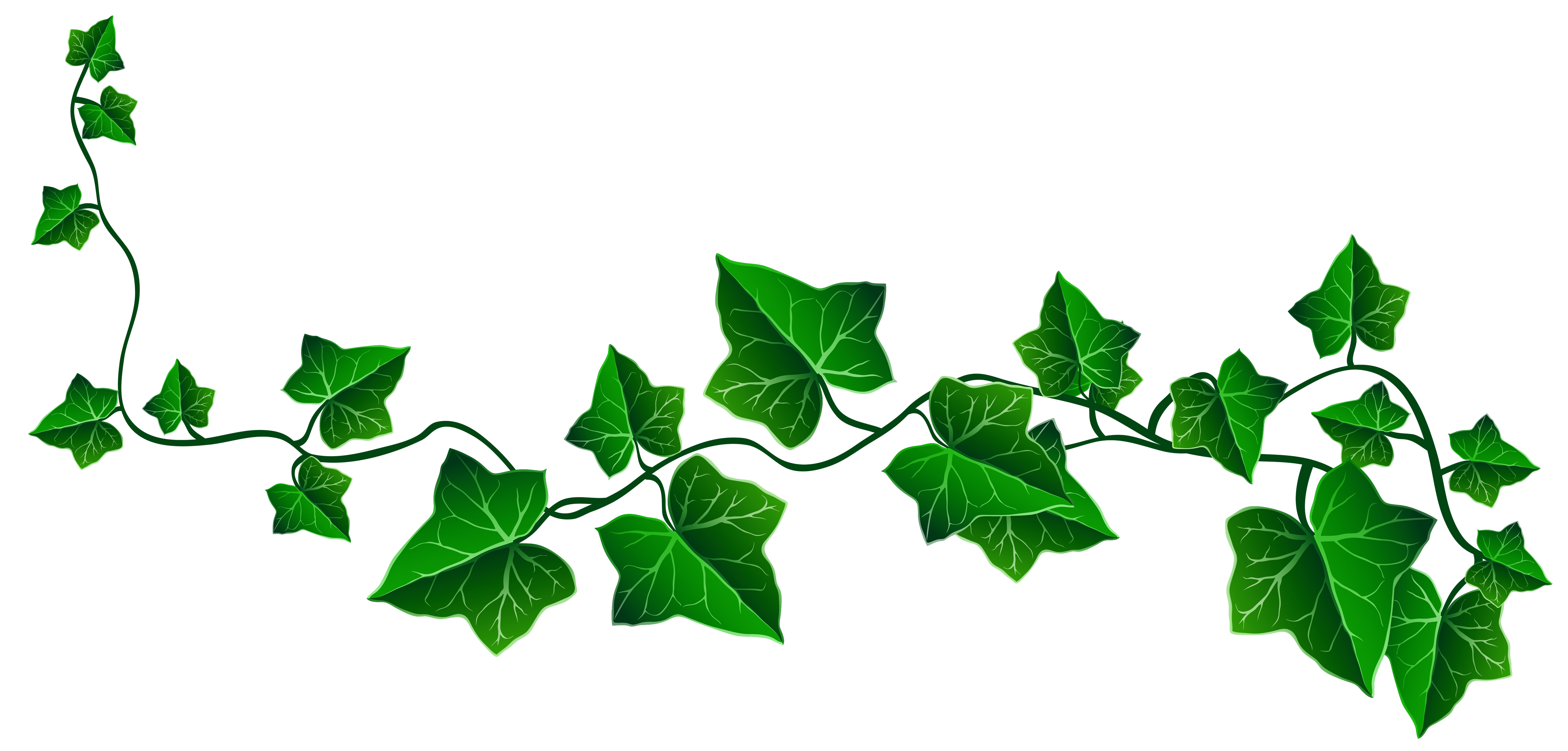 leaves clipart ivy leaf 1526792. 