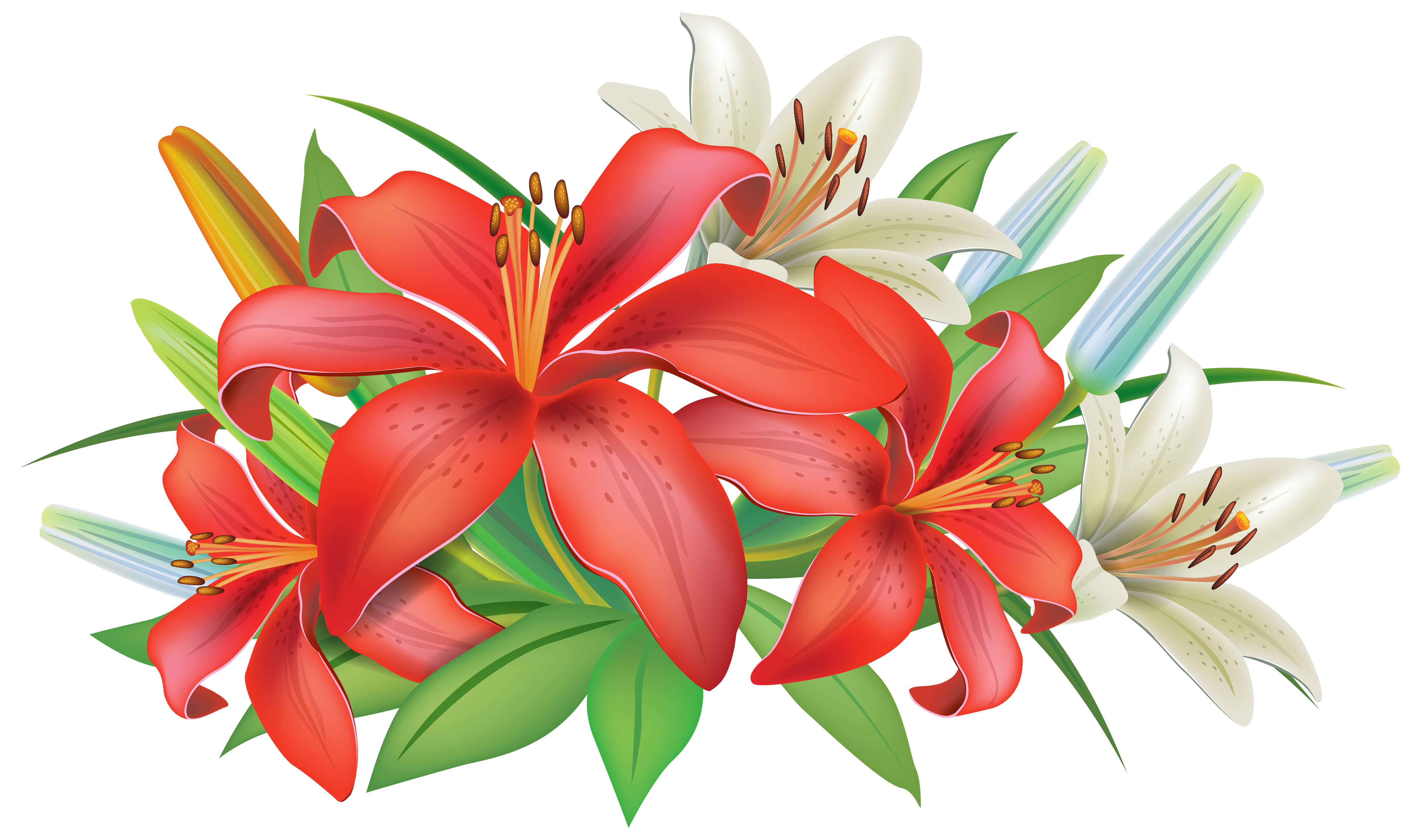 clipart borders lily