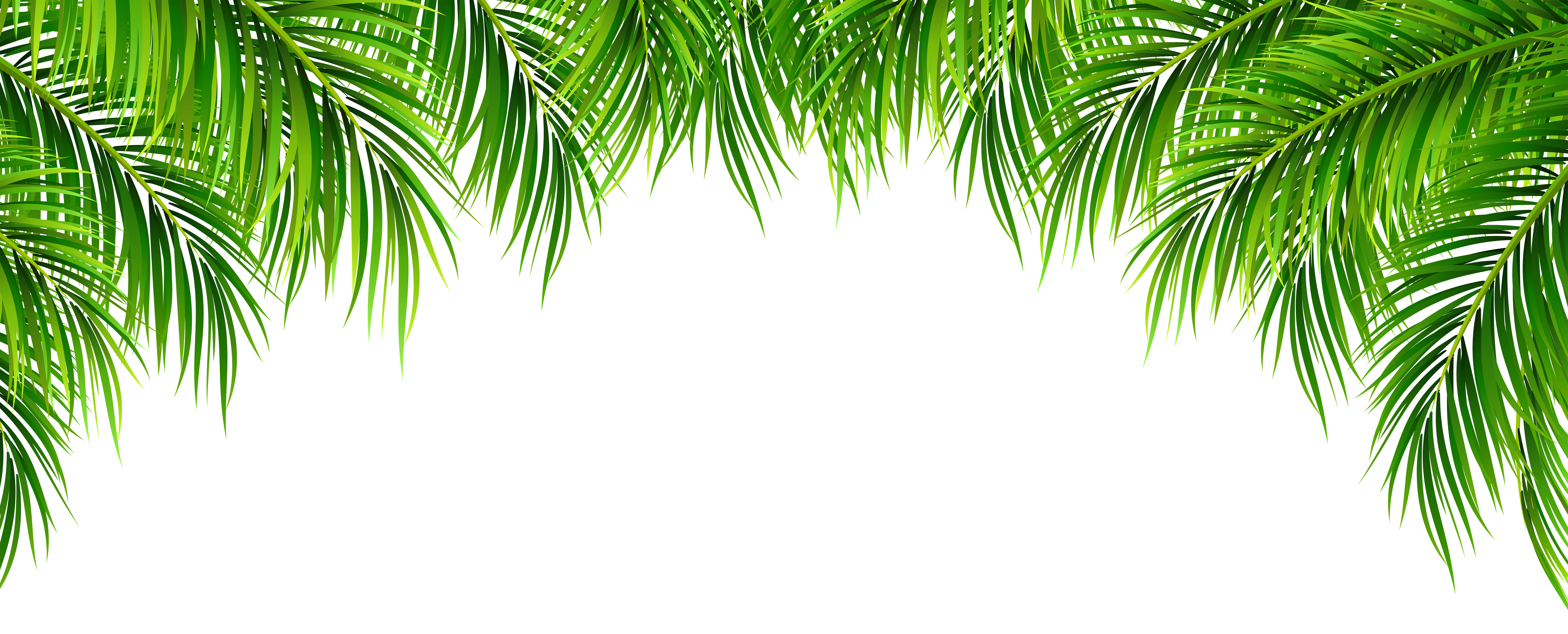 Clipart frames tree. Palm leaves decor png
