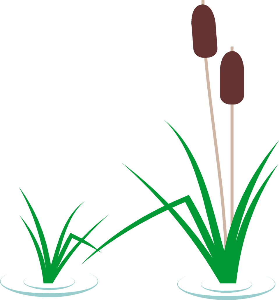 Cattails free stock photo. Water clipart flower