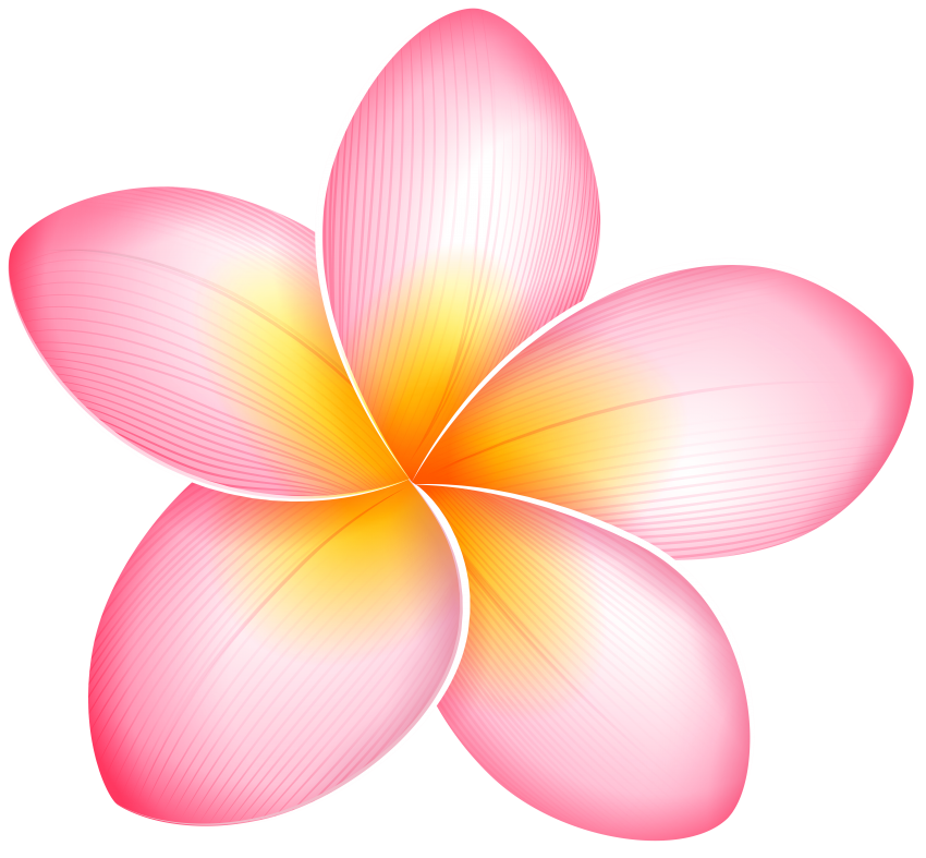 clipart bow dark pink flower