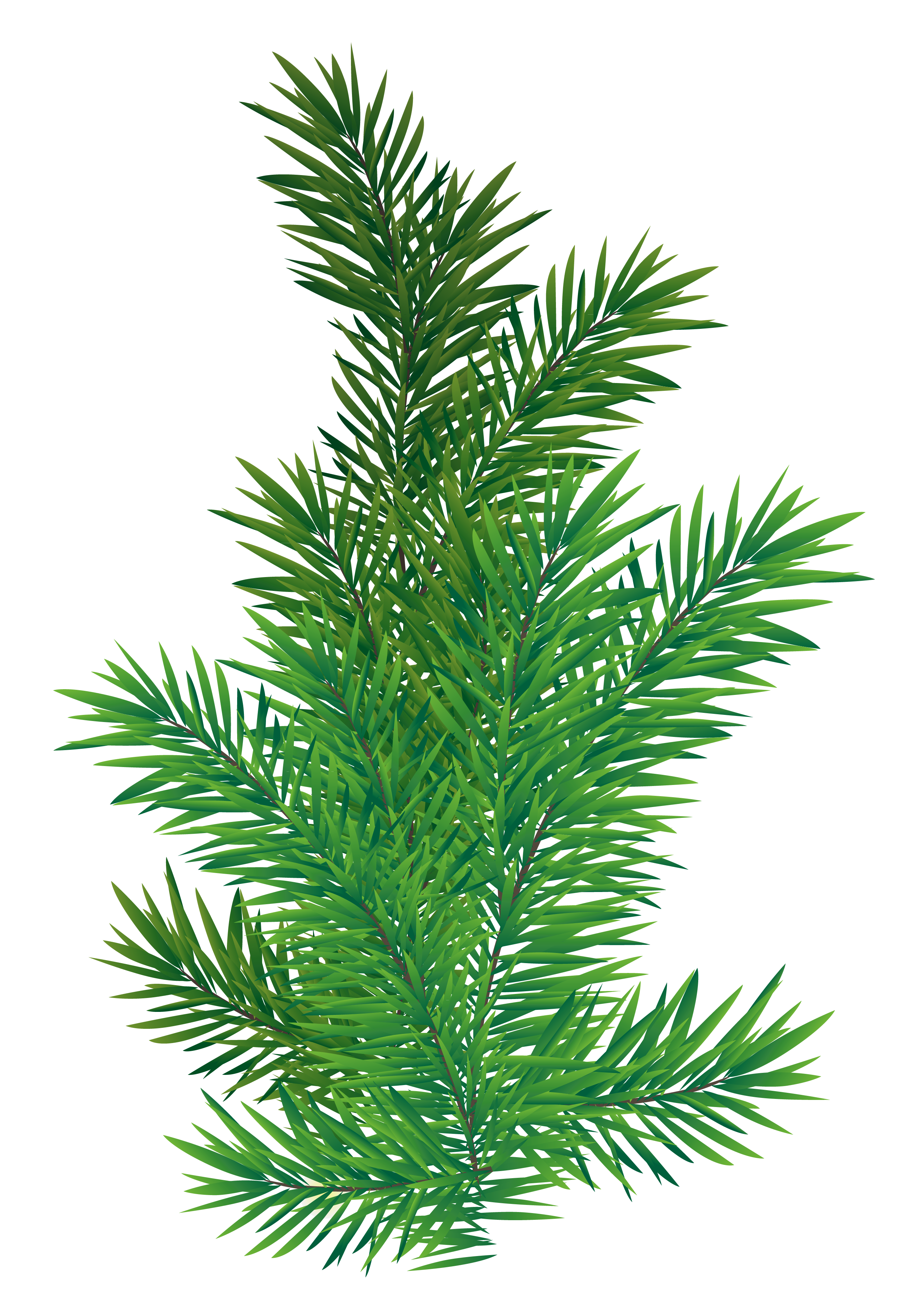 clipart bow pine
