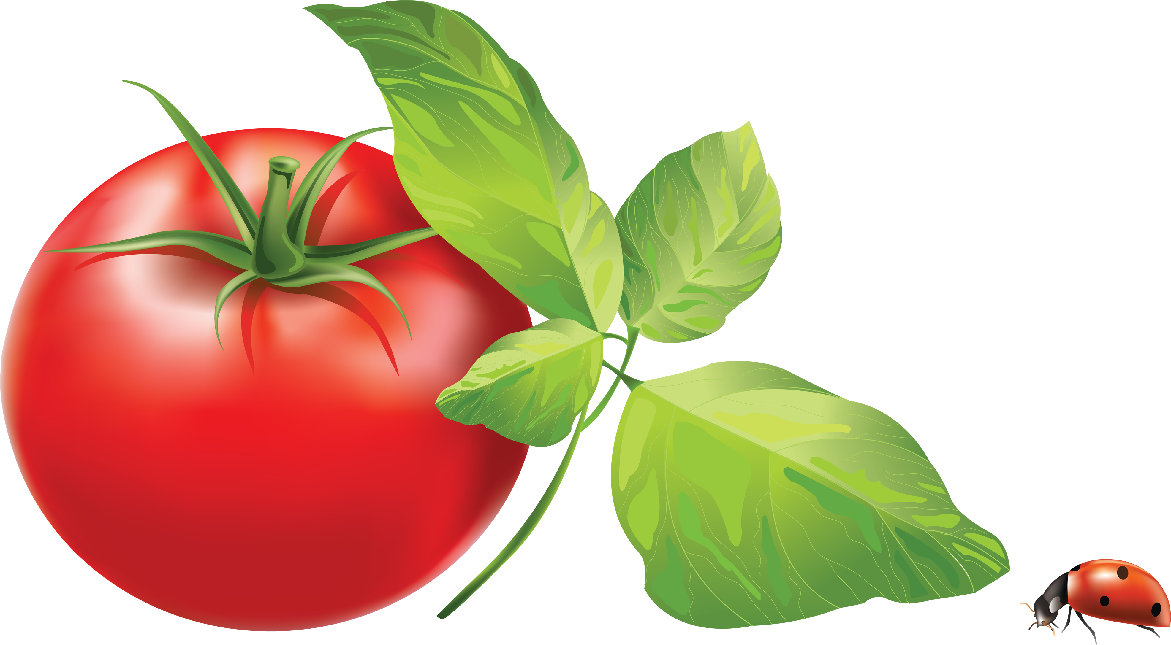 Picture web icons best. Clipart png tomato