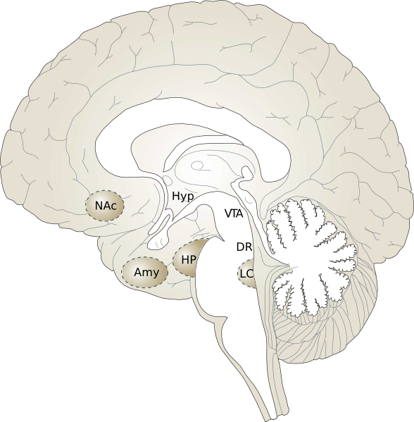 clipart brain anatomy