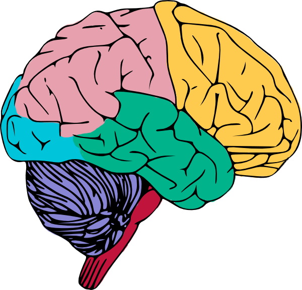 psychology clipart brain