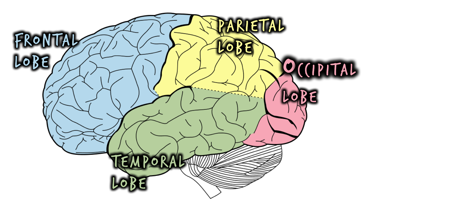 clipart brain body