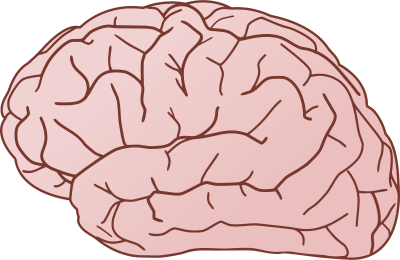 Thoughts clipart brain.  collection of organ