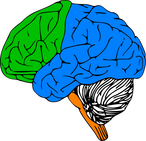 clipart brain box