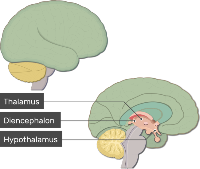 clipart brain central nervous system