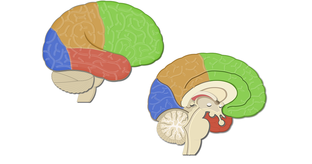 clipart brain central nervous system