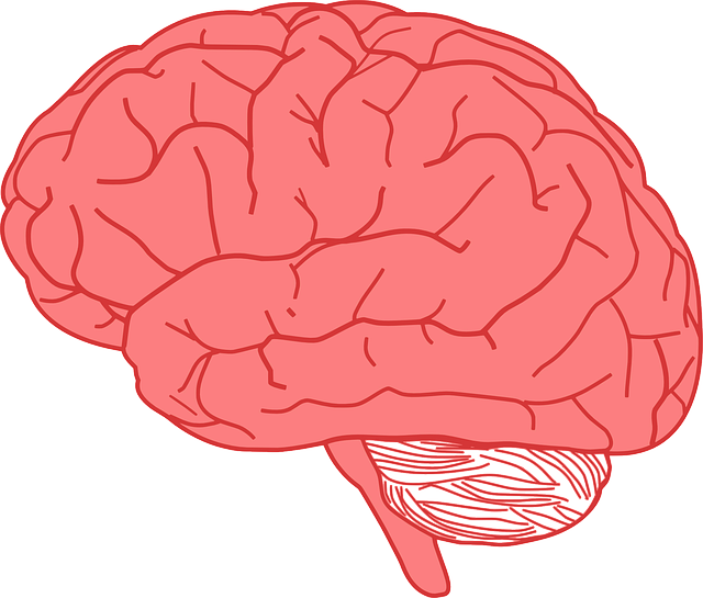 Gear clipart brain. Facts about the human
