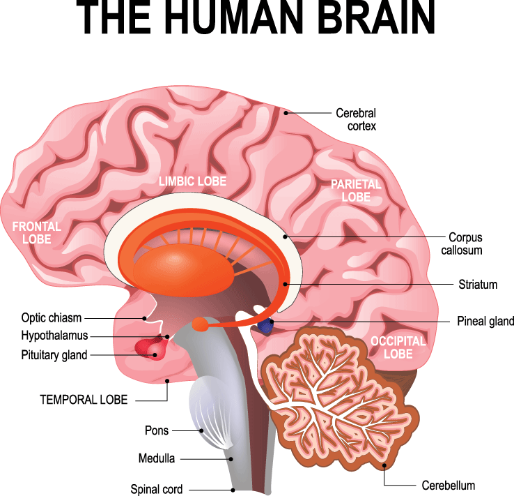 Featured image of post Central Nervous System Cns Clipart Brain spinal cord 2