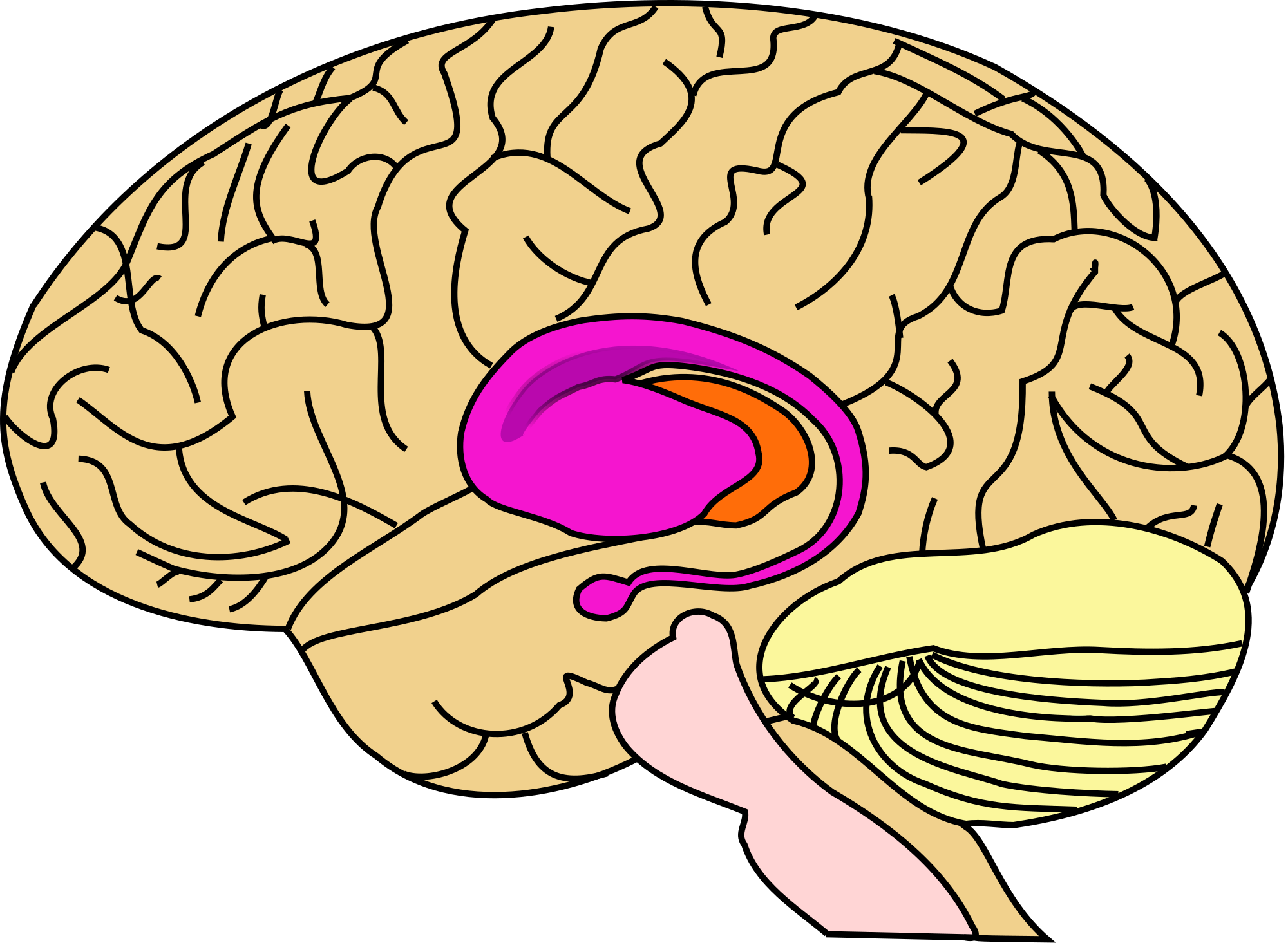 memory clipart neuropsychology