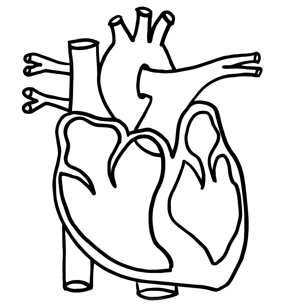 Heart anatomy coloring page. Weight clipart drawing science