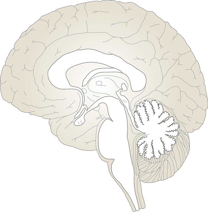 Clipart brain illustration, Clipart brain illustration ...