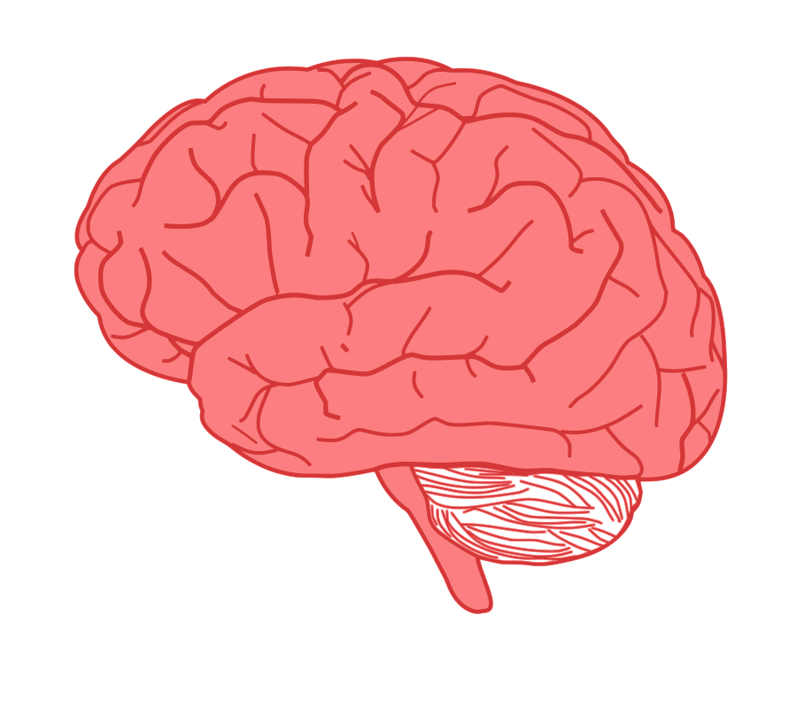 clipart brain label