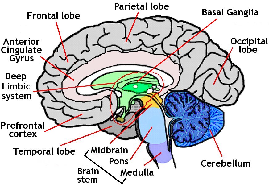 clipart brain label
