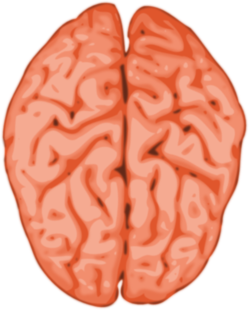 clipart brain medical