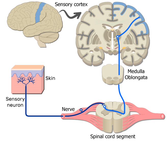 clipart brain nerve system