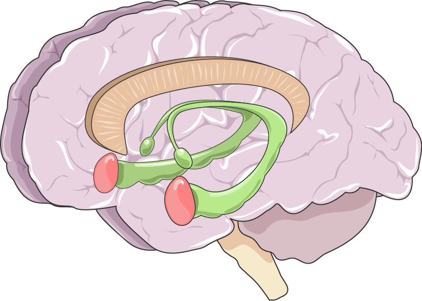 clipart brain neurology