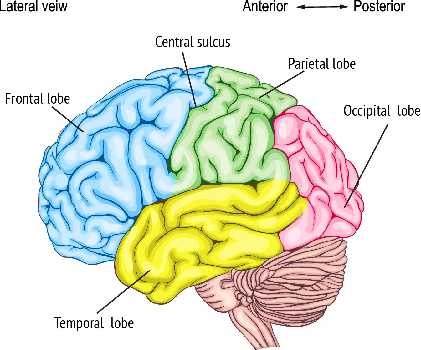 clipart brain part
