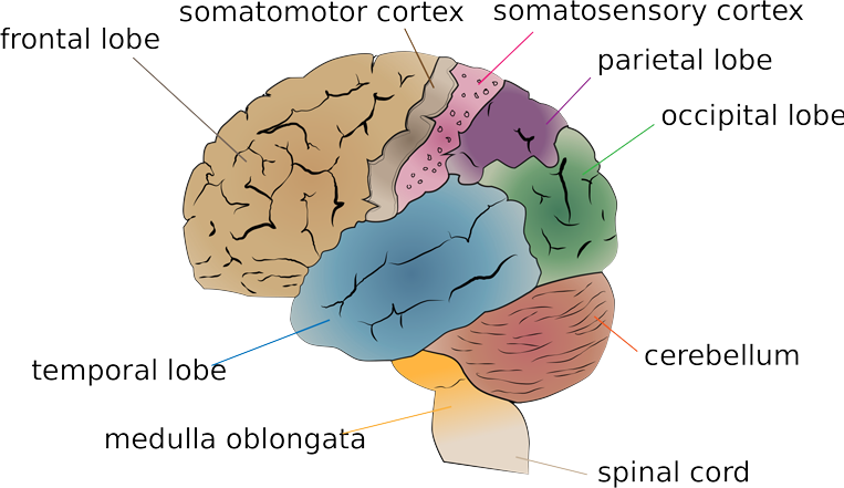 clipart brain part