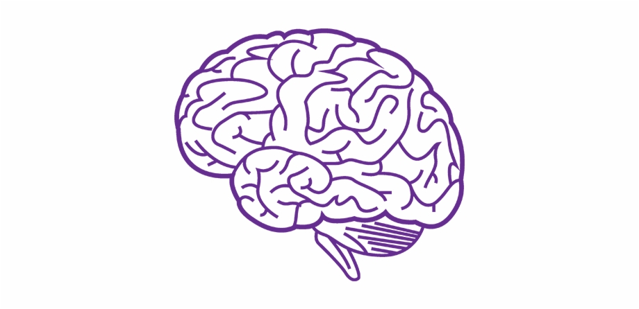 clipart brain purple