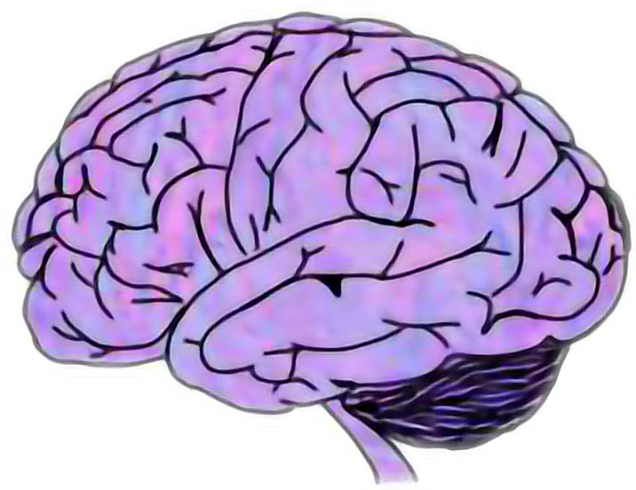 clipart brain purple