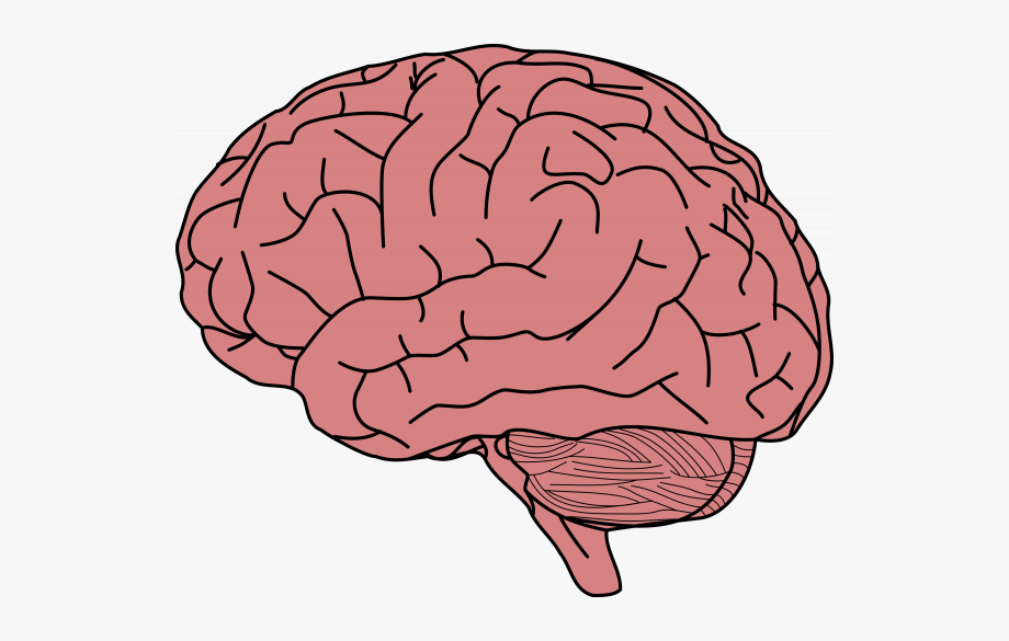 Brain 59. Мозг рисунок. Мозг нарисованный. Мозг картинка.